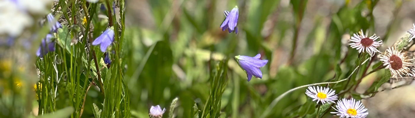 wildflowers